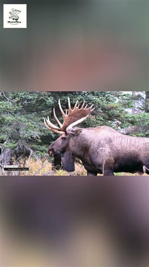 Massive Moose Munching in the Forest Wild Encounter! #wildlife #nature #moose
