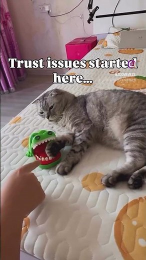 👉 Cat vs Human 😂 | Funny Animal Videos #shorts