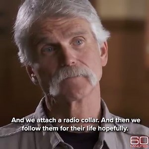 Hundreds of thousands of tourists flock to Yellowstone each year for a reason that might surprise you. They come by the busload for ... wolf watching. Bill Whitaker reports, Sunday. https://cbsn.ws/2T1umSH | 60 Minutes