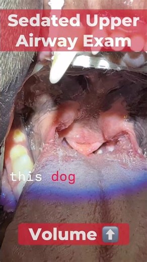 Frenchie Snort & Animal Welfare Issue