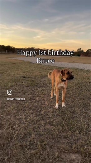 Happy 1st Birthday to our big farm protector, Bruce Banner! 🎂🥳 Hard to believe how much he’s grown this year — from fluffy pup to full-on livestock guardian. We sure love this big guy. 🤍🐾 #anatolianshepherd #livestockguardiandog #farmdogsofinstagram #athenstexas