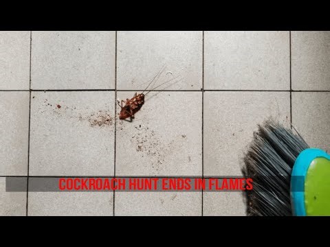 The Bizarre Cockroach Fire That Shocked South Korea