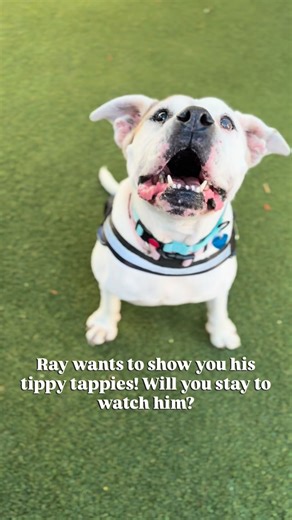 Ray is the sweetest Bulldog whose life was turned upside down when he was pushed out of car and abandoned. 🥺 A kind woman saw this horrific act and fortunately, Ray hopped in her car so she could bring him to Abandoned Pet Rescue. Ray is about 11-years-old and in overall good health besides having normal senior traits like arthritis and cataracts. After what this adorable 60lb Bulldog has gone through, he deserves to be spoiled and loved in a forever home. His tail wags whenever you talk to him