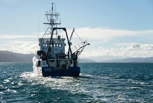 New Zealand Snapper Survey | Marine Science | Fish Focus