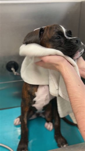 First bath ever! #boxerdog