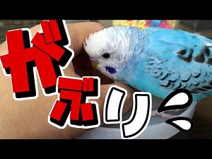 Rebellious Ume and her owner who wants to touch her Budgerigar Parakeet