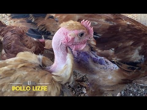 El Pollo Pelón (Gallina Piroca)