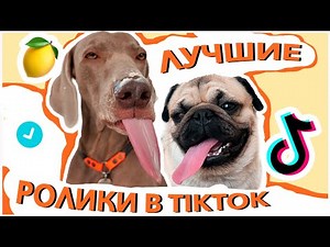 САМЫЕ ПОПУЛЯРНЫЕ ВИДЕО ОСКАРА И ДЖОНИ В ТИКТОК - ЧАСТЬ 3