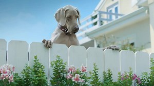 265 reactions · 130 shares | K9 Advantix II is now available at your local Pet Valu store, no prescription required! | Pet Valu | Facebook