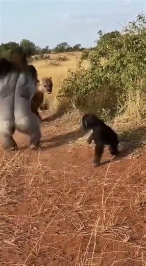 Hyena Bullies Baby Gorilla — Dad Arrives FAST!