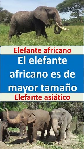 diferencias elefante africano y asiatico