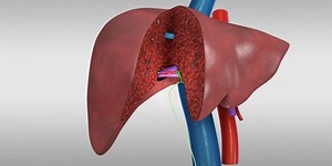 Hiến gan có ảnh hưởng sức khỏe?