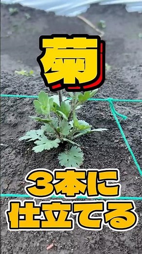 菊の3本仕立て#農業#ガーデニング#菊農家#shorts