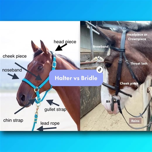 There are lots of different types of halters and bridles, made from different materials like rope, nylon, and leather, and used for different purposes. English bridles are generally worn for English disciplines such as dressage, jumping, and eventing. Western bridles are used for Western disciplines like trail riding, rodeo, and cattle ranching. Now you know! 🐎 #fyp #horsetok #horse #horsesoftiktok #horselife #horselove #horsecrazy #equinetiktok #horsetack