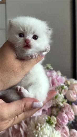 قطة جميلة لطيفة كيوتى صور نادرة للقطة الصغيرة #يوميات_قطتي_البيضاء #kitten #cat #النظافه #موسيقار