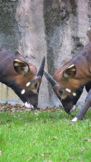 meet the bongos! | Oregon Zoo