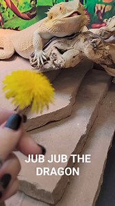 First dandelion of the season 😋 #jubjubthedragon #spring #beardeddragon | Jub Jub the Dragon