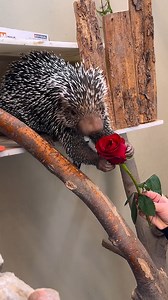 🌹 Prehensile-tailed porcupine Ozzy got his Valentine! Who are you giving yours to? Check out Zoo Boise’s Valentine’s Day Gift Guide for lots of wild zoo-inspired gifts for everyone on your list. https://zooboise.org/zoo-news/valentine-guide/ Roses donated by Boise At Its Best Flowers. | Zoo Boise