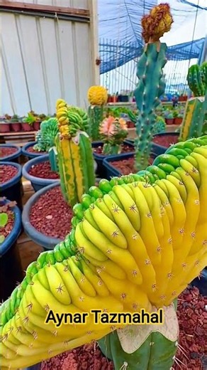 what's the name of this cactus?