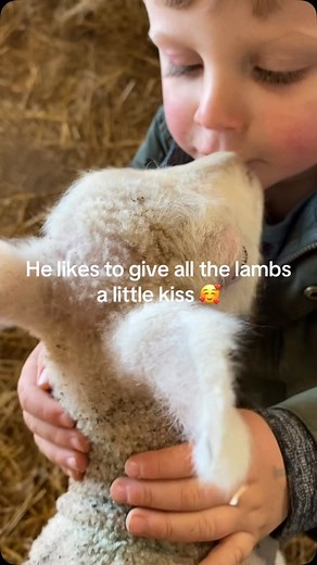 The mini farmer loves his lambs #lambs #lambing #farming #minifarmer #farmkids | Glampio Plas Panton