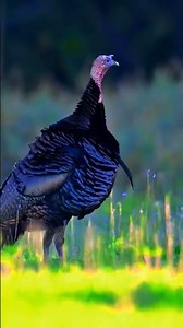 Elves' Amazing Performance Birds Photography Magical Birds Protect Birds Harmony with Animals
