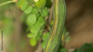 Moringa big fruits close up