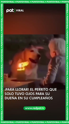 ¡Para llorar! El perrito que solo tuvo ojos para su dueña en su cumpleaños
