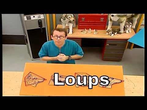Est-ce que tous les chiens descendent du loup ? - C'est Pas Sorcier
