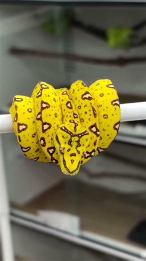 si cantik dari papua ( Green tree python )