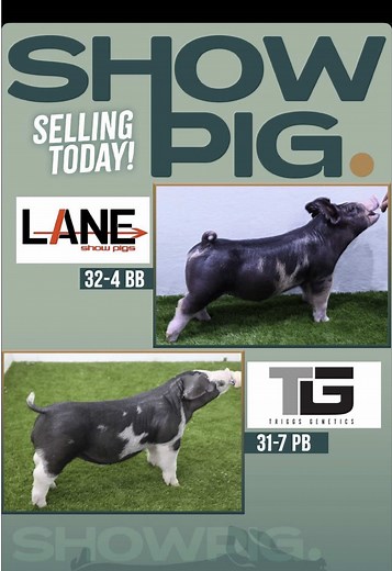 Triggs Genetics on TikTok