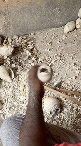 Traditional Shakha ( শাঁখা ) Making from Conch Shell | Food Storiez