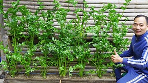 996K views · 7.8K reactions | Simple Steps to Grow Nutrient-Rich Celery at Home | DIY Balcony Garden | Facebook