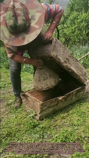 Beekeeper's Secret Technique! Safely Transfer Swarm from Cone to Hive