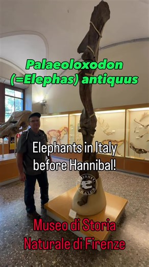 Sauropod-sized Pachyderm! The forelimb of Palaeoloxodon antiquus, a gigantic elephant that roamed Italy and other parts of Europe, ~775 thousand years ago, seemingly supplanting Mammuthus meridionalis (of which I’ve posted a few videos) betwixt 44k (skeletal remains), 37k (lone tooth), and 28k (footprints in Spain). We essentially never know an exact date of extinction in the fossil record. With a shoulder height of 13’ and weighing 26,000 lbs it vies for the title of heaviest terrestrial mammal
