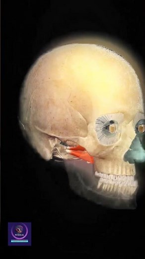 Lateral Pterygoid Muscle in Mandible Protraction | Medical Animation