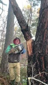 Tree climber amazing cutting now