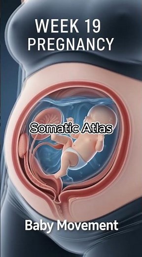 Week 19 Pregnancy Baby Development in the Womb#pregnancyweek19#babydevelopment#pregnancyjourney