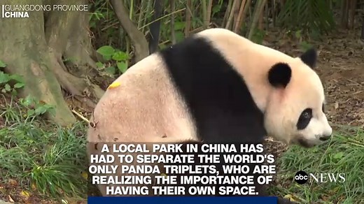 Panda triplets separated after getting in too many fights