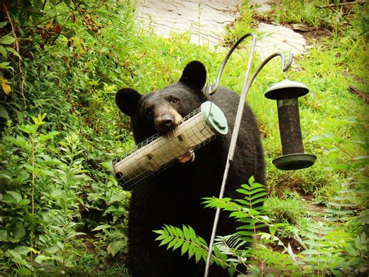 Vermont Fish & Wildlife: Time to take birdfeeders down