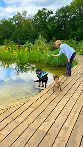 Organic Pool for a DOG | Natural Pools