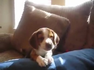 WATCH Beagle puppy howling - the C U T E S T thing ever! | Beagles For Life