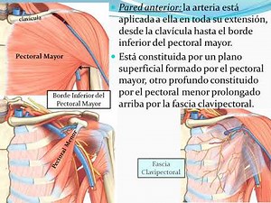 Arteria Axilar