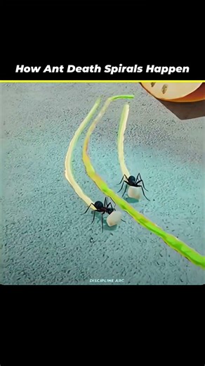 sigma physical physics teacher ☠️🗿 #shortsfeed