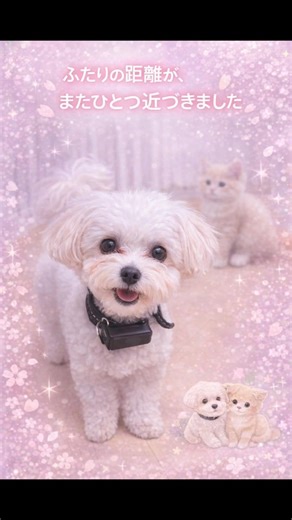 🐶😸 Momo and Melon are "quietly getting closer, spending time together" 🐾 #Maltese #Minuet #Kitten