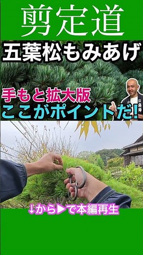 Close-up of the pruning process: Easy-to-understand explanation of pine tree trimming #pruningmet...
