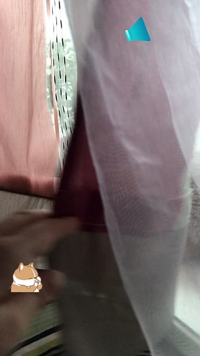 Adorable Pomeranian Enjoys Winter Scenery from Window