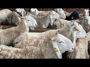 🚨Tabaski2023/ sheep farming: silage as an alternative to feed.