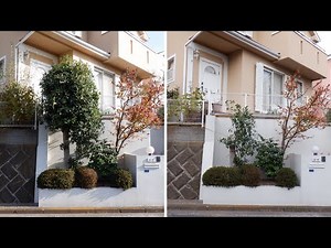 No.124_Sweet Osmanthus trunk replacement and renewal