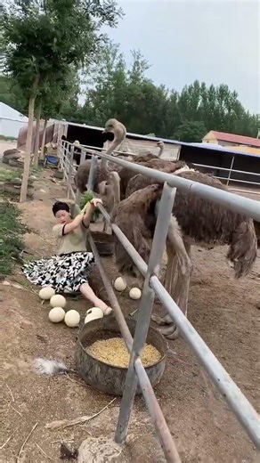 #农村创业养殖好项目 #上快手学农枝 #鸵鸟#ostrich #funny