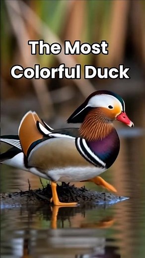 The Most Colorful Duck on Earth!